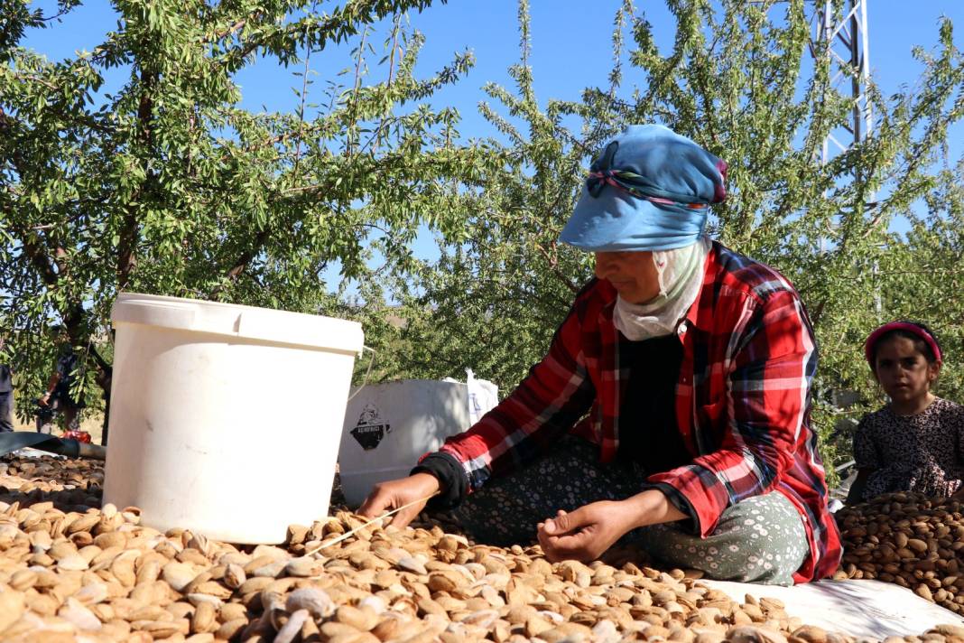 Elazığ'da hasadı başladı. 400 ton rekolte bekleniyor 4